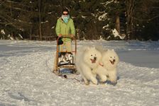 Samojed Carpathian White Smile