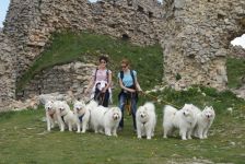 Samojed Carpathian White Smile