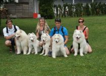 Samojed Carpathian White Smile