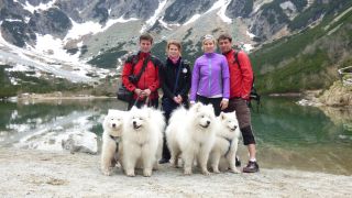 Samojed Carpathian White Smile