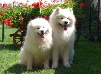  Samojed šteniatka