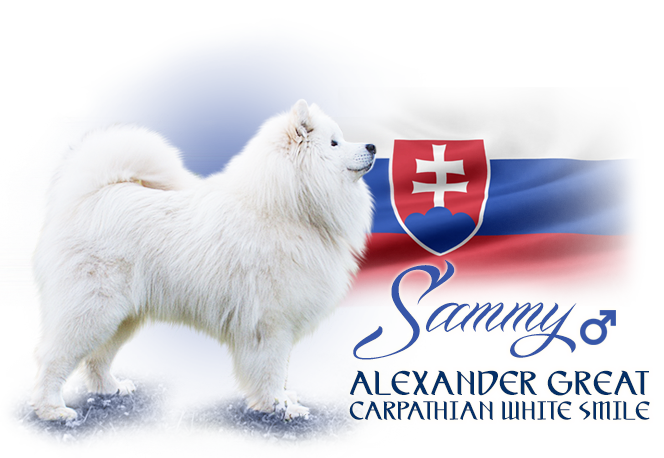 Samojed Alexander Great Carpathian white smile 