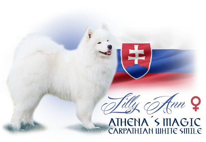 Samojed Athena´s Magic Carpathian white smile 