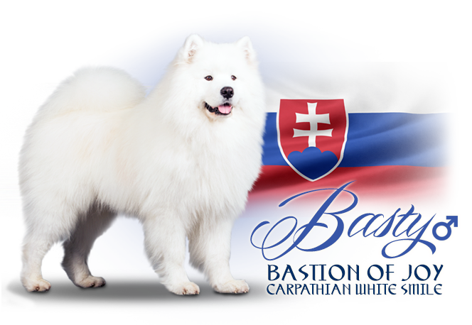 Samojed Bastion of Joy Carpathian White Smile 