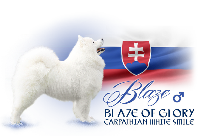 Samojed Blaze of Glory Carpathian white smile 