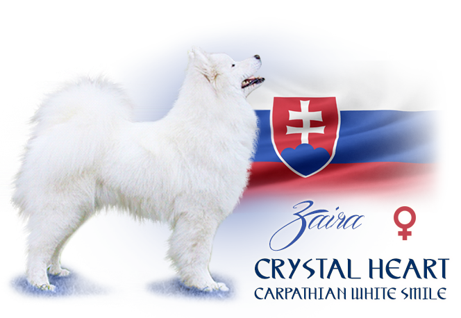 Samoyed Crystal Heart Carpathian white smile 