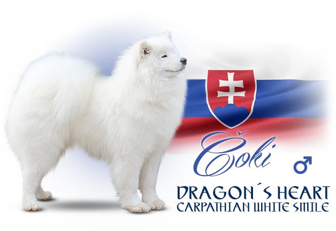 Samojed Dragon´s Heart  Carpathian white smile 