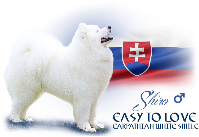 Samojed Easy To Love Carpathian white smile 