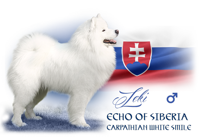 Samoyed Echo of Siberia Carpathian white smile 