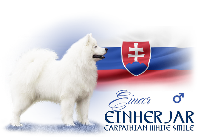 Samojed Einherjar Carpathian white smile 