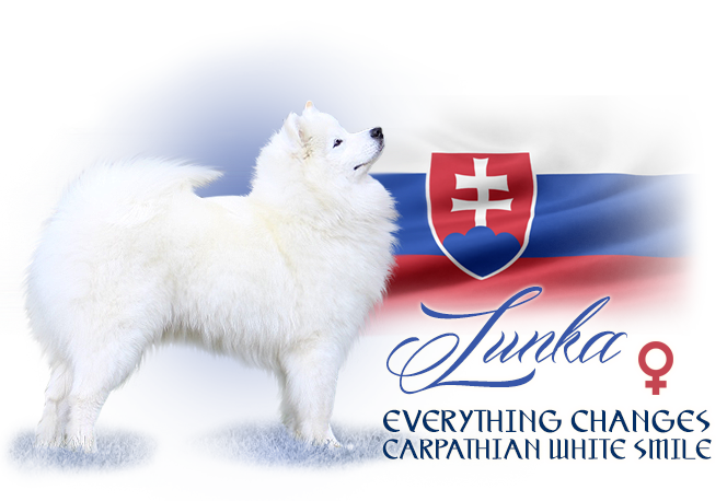 Samoyed Everything Changes Carpathian white smile  
