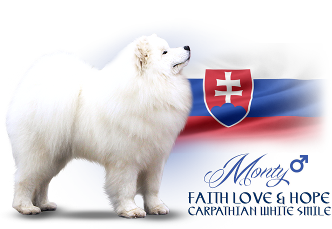 Samojed Faith Love and Hope Carpathian white smile 