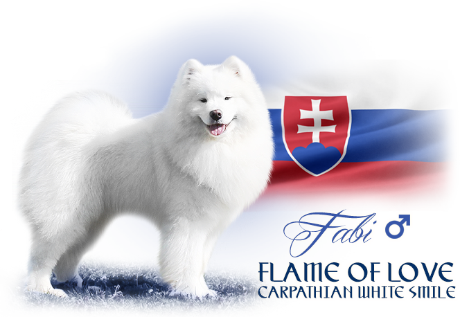 Samojed Flame of Love Carpathian white smile 