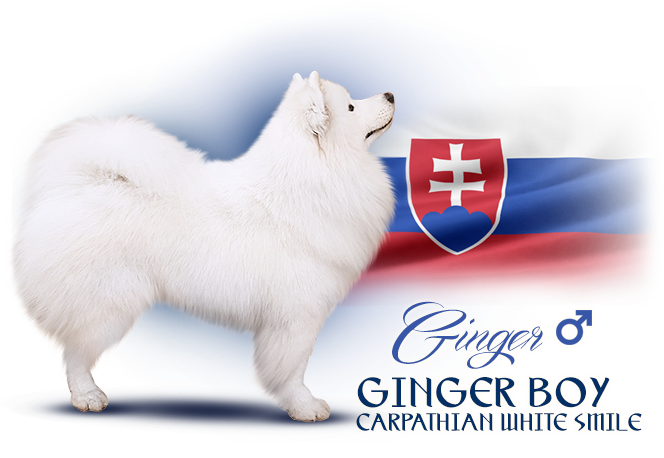 Samojed Ginger Boy Carpathian white smile 