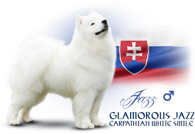 Samojed Glamorous Jazz Carpathian white smile 