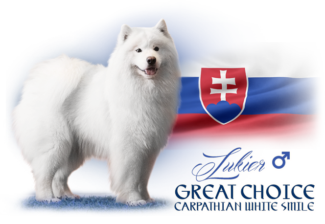 Samojed Great Choice Carpathian white smile 