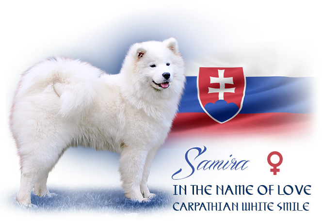 Samoyed In The Name Of Love  Carpathian white smile