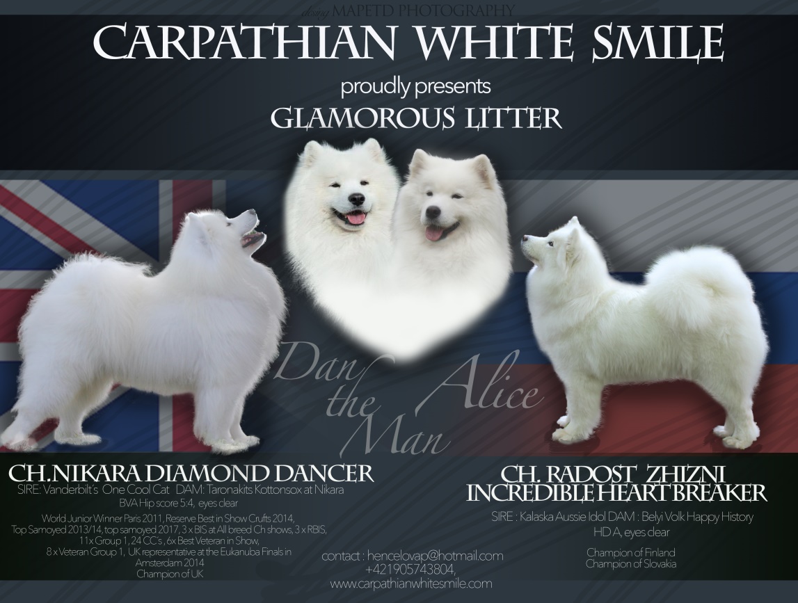 Samojed vrh G Carpathian White Smile