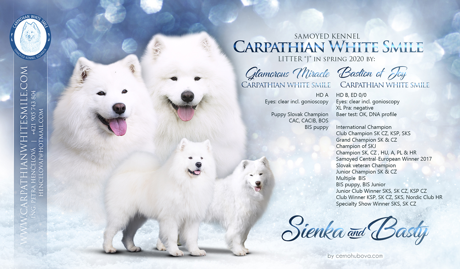 Samoyed litter J Carpathian White Smile