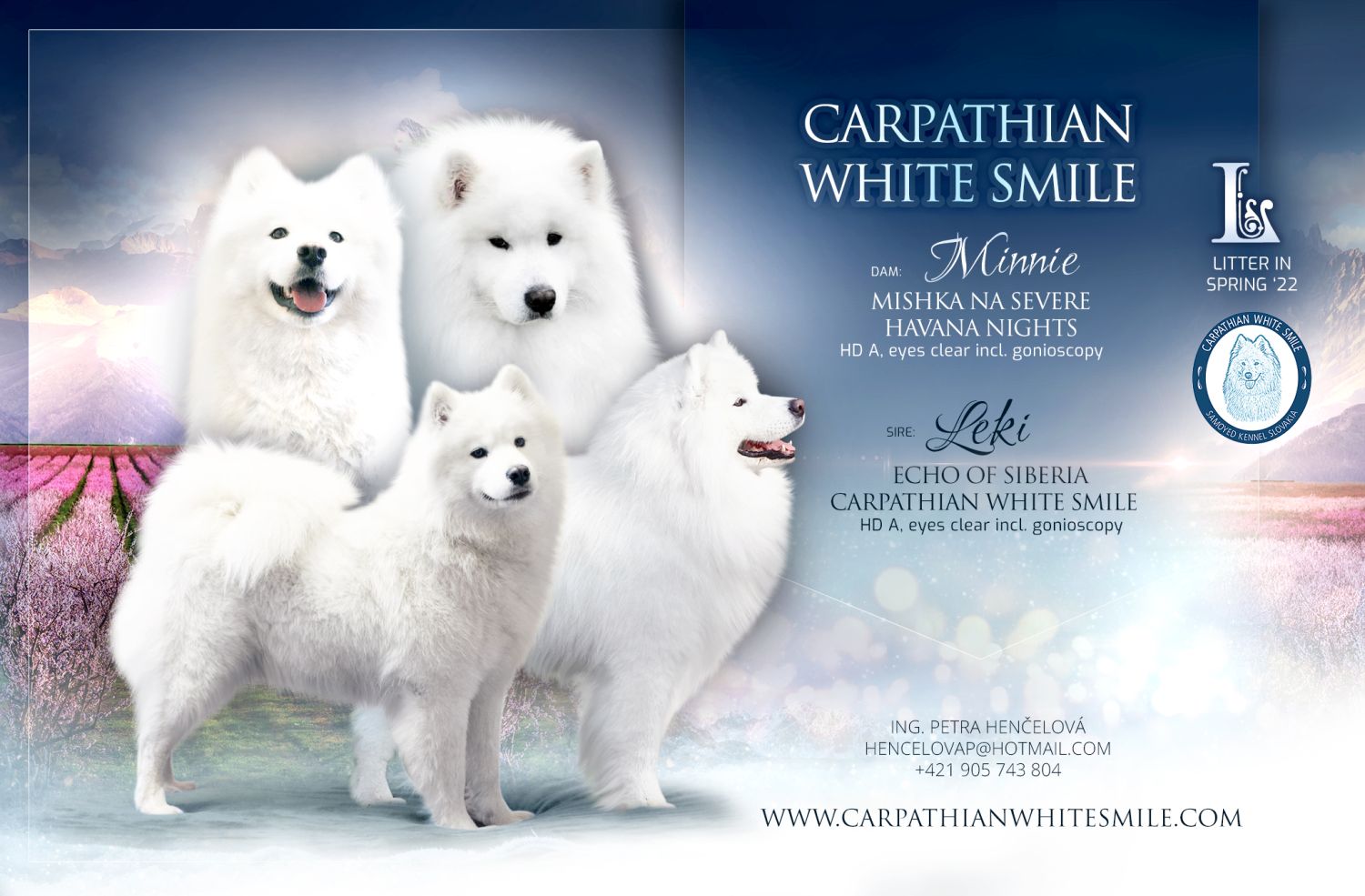 Samojed vrh K Carpathian White Smile