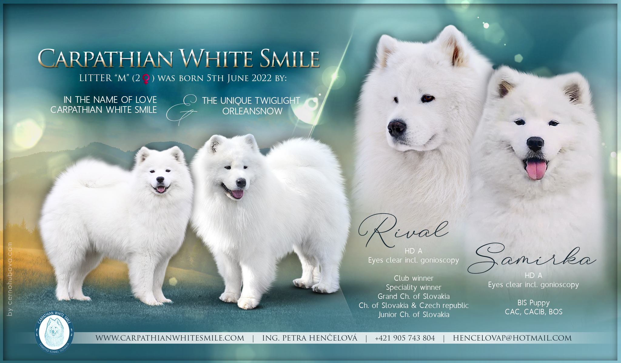 Samoyed litter M Carpathian White Smile