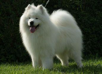 Samojed Carpathian White Smile