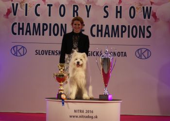 Samojed Carpathian White Smile