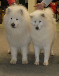 Samojed šteniatka 